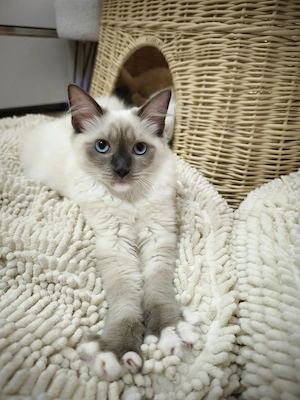 Ragdoll reinrassige Luxus Kätzchen mit Blaue Augen - sofort abgabebereit