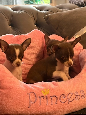 chihuahua welpen abgabebereit zu sofort 