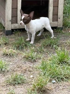 chihuahua welpen abgabebereit zu sofort 