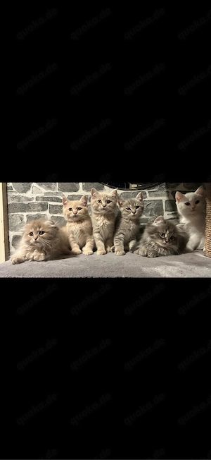 Babykatze   Kitten suchen Zuhause   