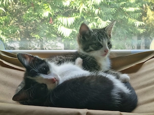 Katze weiblich sucht neues Zuhause 