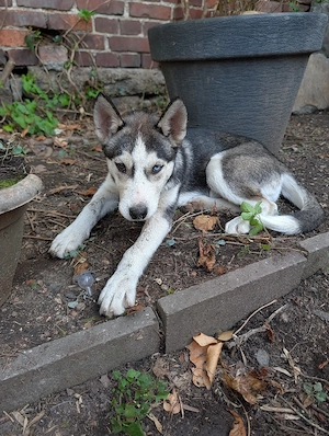Husky Welpen zu verkaufen 