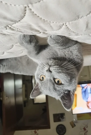 BKH-Kitten ab sofort 