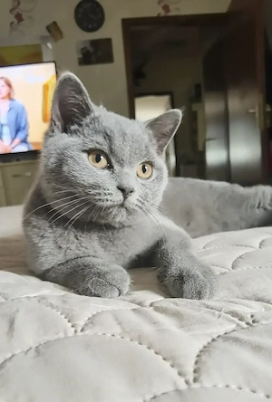 BKH-Kitten ab sofort 