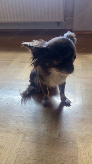 Chihuahua Hündin