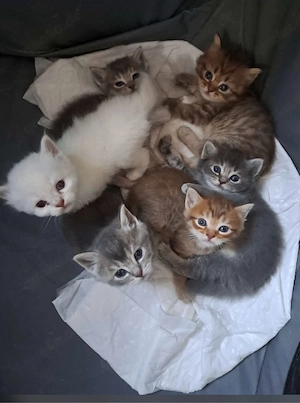    6 wunderschöne BKH-Ragdoll-Mix Kitten suchen ein liebevolles Zuhause   