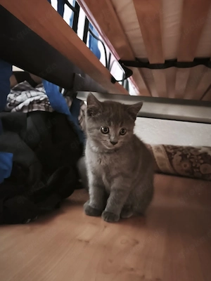 BKH Kitten abgabebereit 