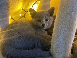 Russisch Blau Kitten Bild 7