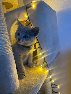 Russisch Blau Kitten Bild 8