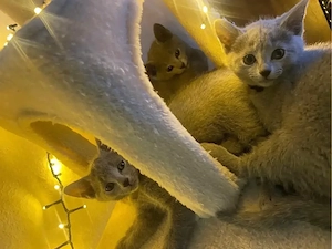 Russisch Blau Kitten Bild 9
