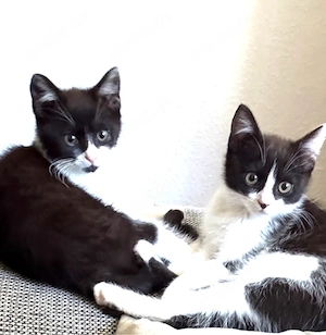     Zwei wundervolle Katzen suchen ein liebevolles Zuhause