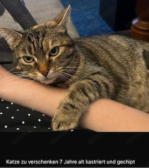 katze zu verschenken