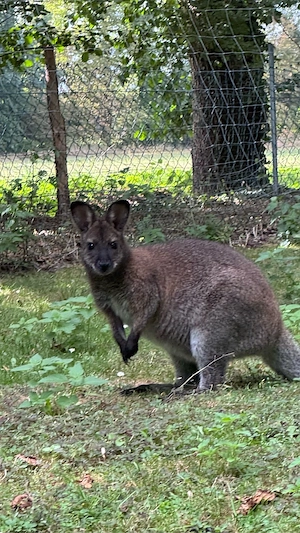Bennett Känguru Weibchen Wallaby Bild 2