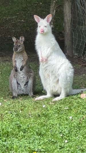 Bennett Känguru Weibchen Wallaby Bild 3