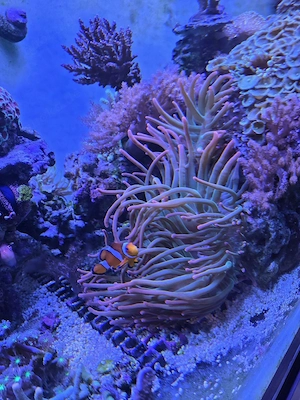 Sunburst Anemone, Meerwasser, Salzwasser, Aquarium, Korallen