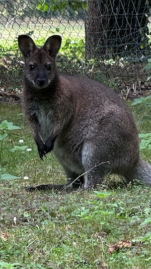 Bennett Känguru Weibchen Wallaby