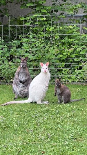 Bennett Känguru Weibchen Wallaby Bild 5