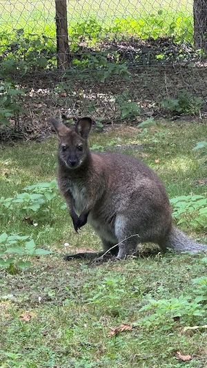 Bennett Känguru Weibchen Wallaby Bild 4