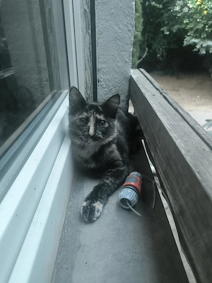 Junge Katzen