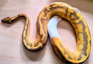 1,0 Ultamel Piebald NZ25