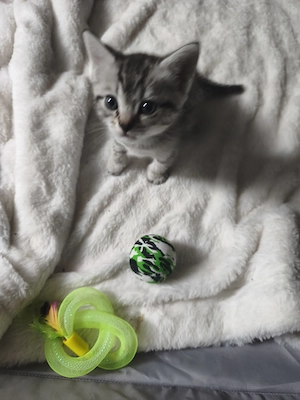 Bildhübsche BKH-Siam Kitten Bild 7