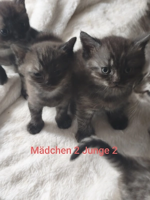 Bildhübsche BKH-Siam Kitten Bild 3