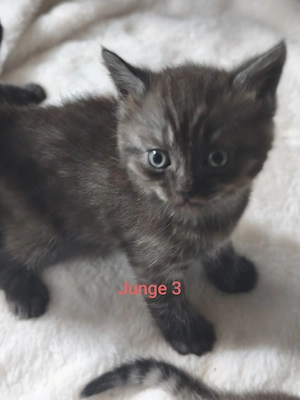 Bildhübsche BKH-Siam Kitten Bild 4