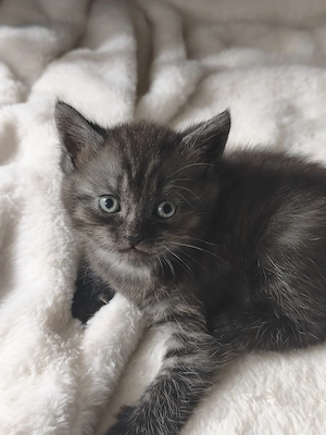 Bildhübsche BKH-Siam Kitten Bild 5