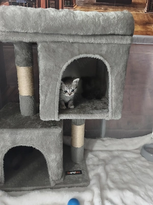 Bildhübsche BKH-Siam Kitten Bild 8