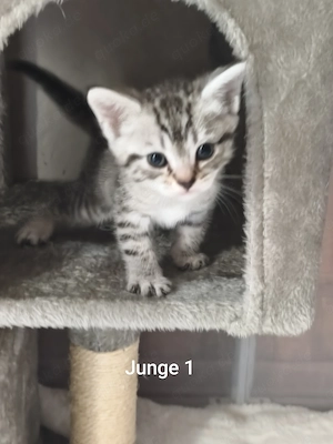 Bildhübsche BKH-Siam Kitten Bild 2