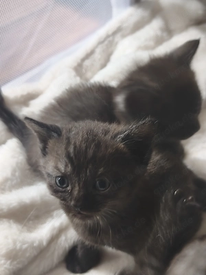 Bildhübsche BKH-Siam Kitten Bild 6