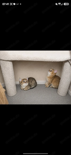 wunderschöne BKH Kitten Bild 9