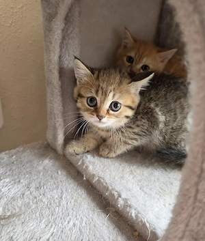 wunderschöne BKH BLH Kitten