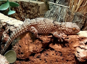 1.4 Chondrodactylus turneri