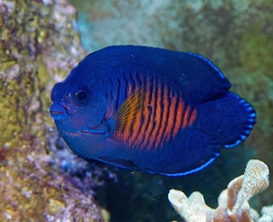 Versch. Meerwasserfische abzugeben