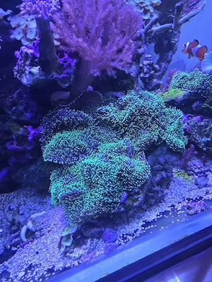 Scheibenanemone Rhodactis spec. green, Meerwasser, Salzwasser, Aquarium, Korallen