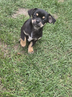 Chihuahua Mix welpen Bild 2
