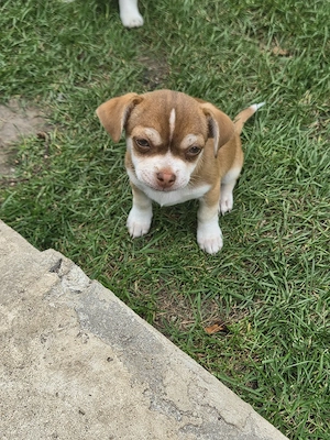 Chihuahua Mix welpen