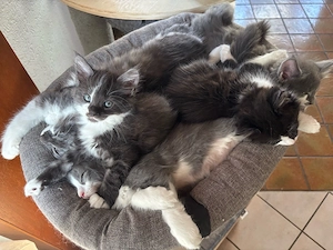 Main Coon Babys
