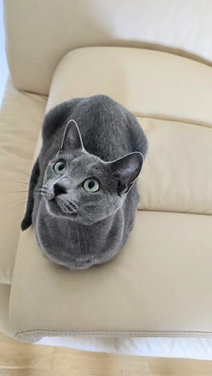 Russisch Blau Kater Stammbaum Bild 5