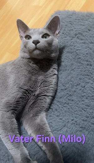 Russisch Blau Kater Stammbaum Bild 4
