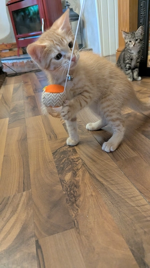2 süsse katerchen, Maine coon BKH ekh 