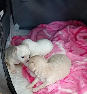 Chihuahua Welpen 