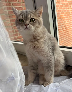 Bkh kater 