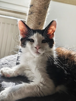 Maine Coon Kätzchen   zwei wunderschöne Riesenjungs