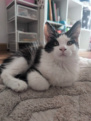 Maine Coon Kätzchen
