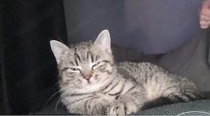 bkh Tabby 