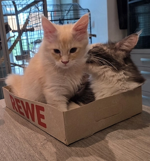 Maine Coon Kater sucht neues Zuhause 