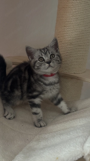 Katzen Baby  Bkh  Bild 4