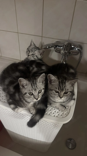 Katzen Baby  Bkh  Bild 7